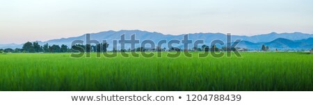 商業照片: Tuscany Rural Sunset Landscape Countryside Farm White Road An