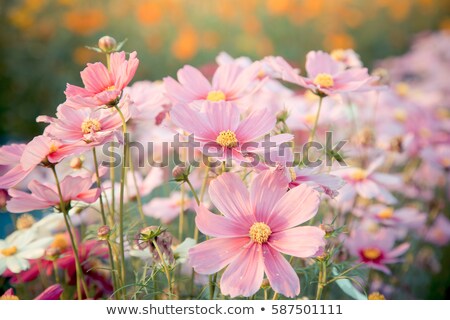 Stockfoto: Cosmos Flowers