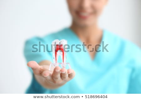 Stock foto: Female Dentist Holding In The Hand Dentures Model