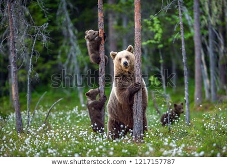 Stockfoto: The Brown Bear