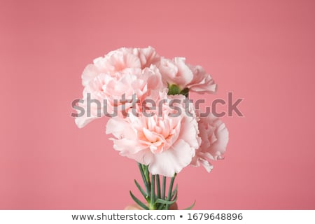 Stock photo: Carnations