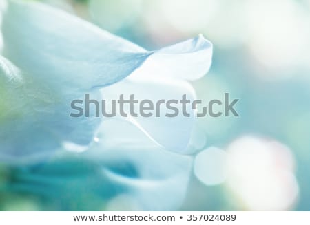 Stock photo: Fantasy White Flowers Background