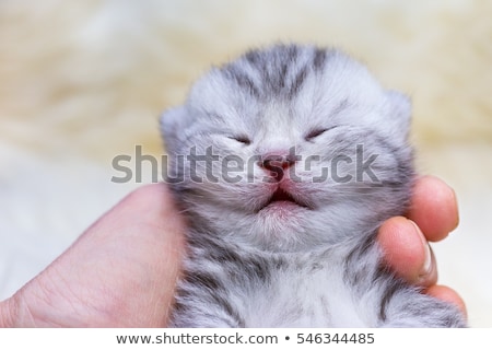 Сток-фото: Head Newborn Silver Tabby Cat Sleeping On Hand