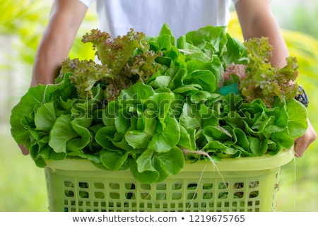 Stockfoto: Box Of Lettuce