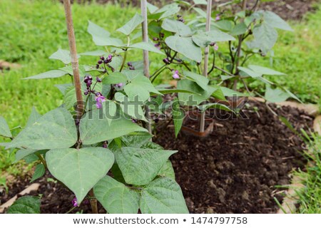 [[stock_photo]]: Dwarf French Bean Plants Supported By Bamboo Canes