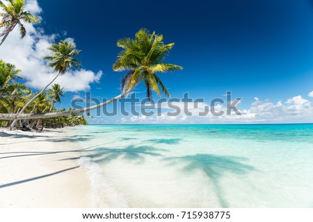 Stok fotoğraf: Tropical Beach With Palm Tree In French Polynesia