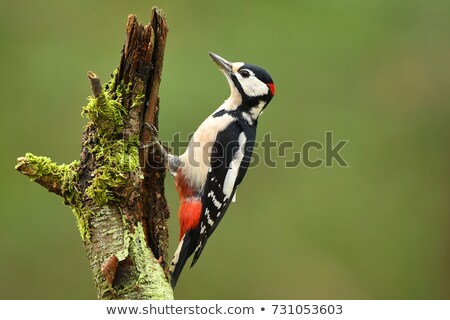 Stock photo: Great Spotted Woodpecker Dendrocopos Major