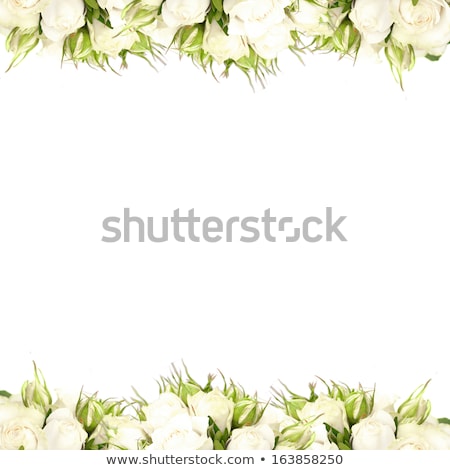 Stock photo: Card For The Invitation With A Beautiful Rose On A Dark Backgrou