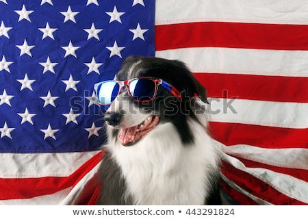 Stok fotoğraf: Usa American Dog