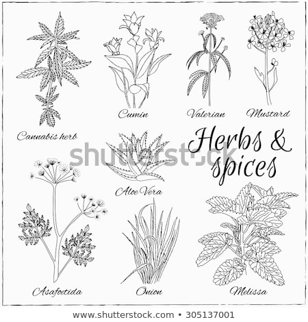 Stockfoto: Menu With Cannabis