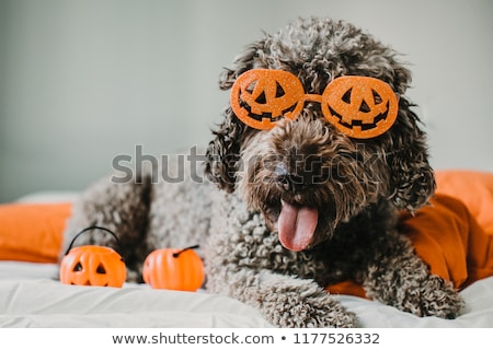 Foto stock: Trick Or Treat Dog