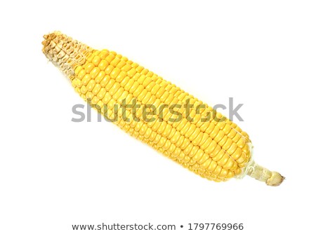 ストックフォト: One Ear Of Corn Above The Grain Field