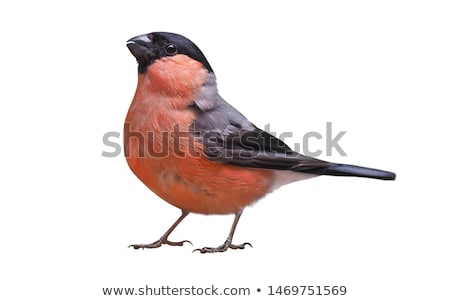 Stock photo: Bullfinch Pyrrhula Pyrrhula