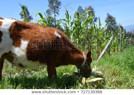 Stock photo: Bull Eating Corn
