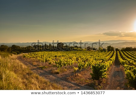Stok fotoğraf: Vineyard In South France