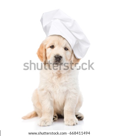 Stock foto: Chef Cook Dog