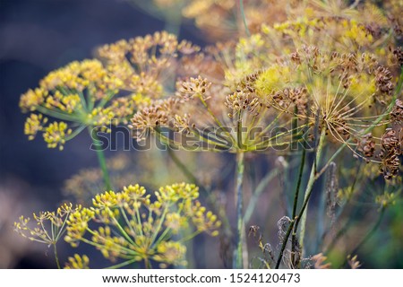 Сток-фото: Green Fennel Seeds With Flower