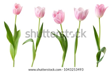 商業照片: Pink Tulips