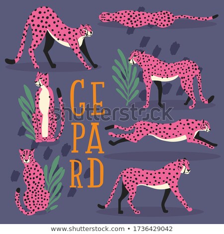 Foto stock: Collection Of Cute Hand Drawn Pink Cheetahs On Dark Purple Background Standing Stretching Running