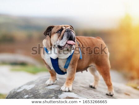 [[stock_photo]]: Bulldog Standing
