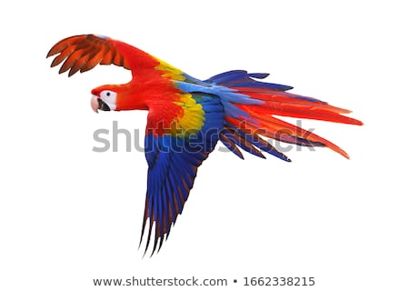 Stock photo: Scarlet Macaws Parrot