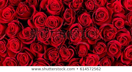 Сток-фото: Background Of Red Roses