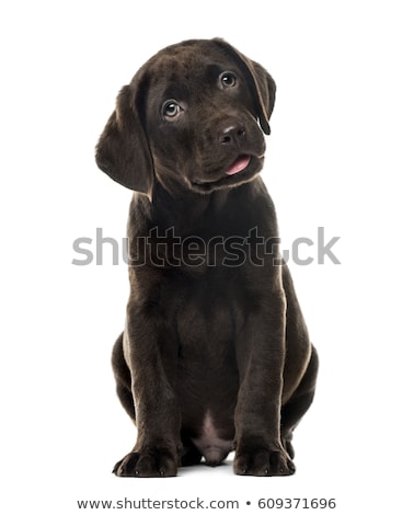 Imagine de stoc: Labrador Puppy Dog Sitting And Looking At The Camera