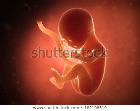 Stock fotó: 3d Rendered Illustration - Human Fetus Month 5