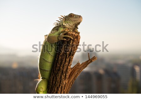 ストックフォト: Iguana Crawling On A Piece Of Wood And Posing