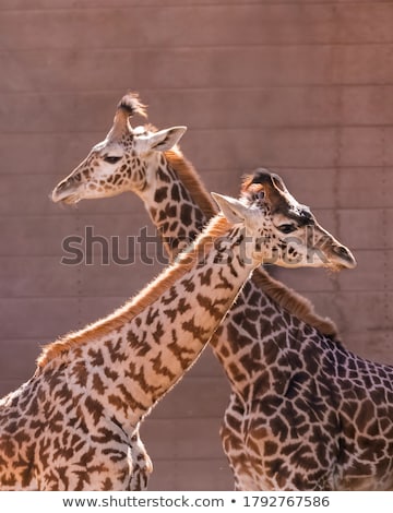 Stockfoto: Wee · giraffen