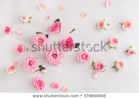 Stock fotó: Beautiful Woman With Rosebud