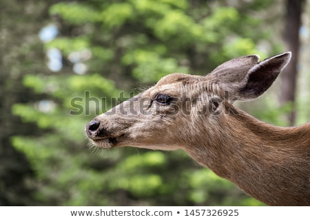 [[stock_photo]]: Black Tail Deer Female