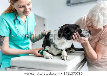 Сток-фото: Sick Border Collie