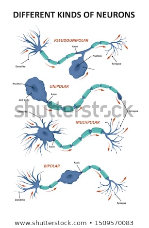 Foto stock: Myelin Sheath Of The Neuron