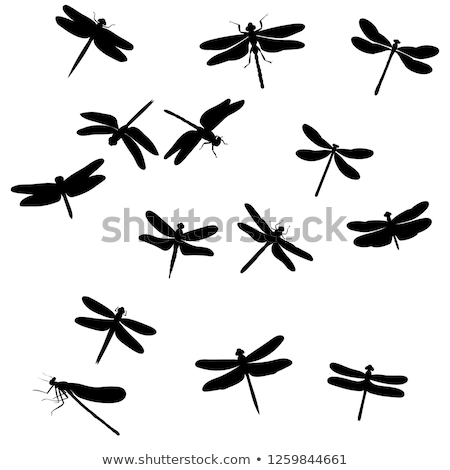 ストックフォト: Set Of Dragonflies For Tattoo