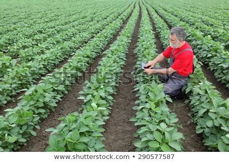 ストックフォト: Farmer Examining Soy Bean Crop In Field Using Tablet