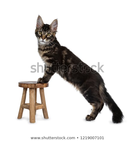 [[stock_photo]]: Handsome Dark Black Tabby Maine Coon Cat