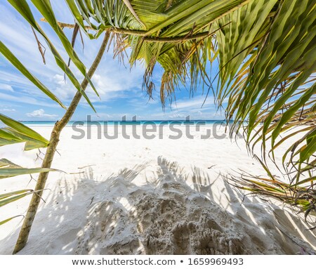 Foto stock: Palm Leaves Near The Idyllic Beach