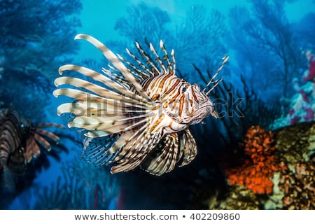 Stock photo: Devil Firefish Or Common Lionfish