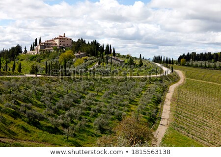 Stock photo: Tuscan Wineyard