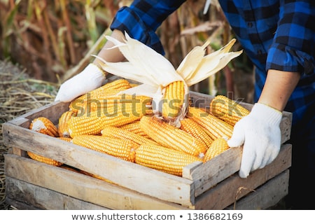 ストックフォト: Farmer At Corn Stack After Harvest
