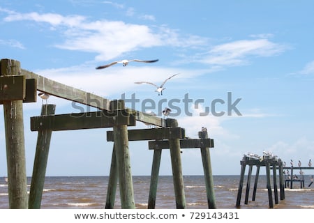 Foto stock: Gull Taking Flight From A Wooden Pile