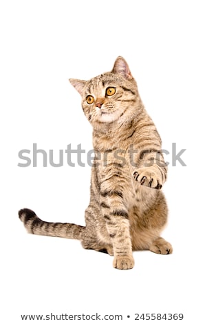 Stockfoto: Striped Leggings Isolated On The White