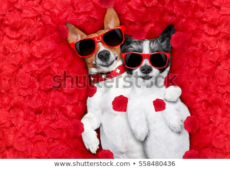 Foto d'archivio: Valentines Couple Of Dogs In Love