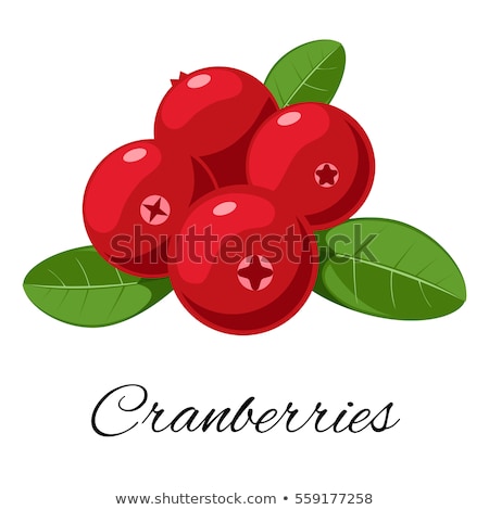 Stock fotó: Cranberry Isolated Objects On White Vector Cartoon Illustration
