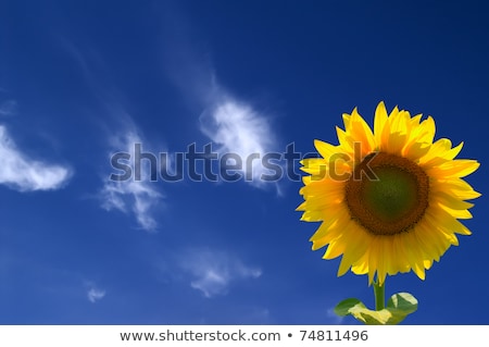 Sunflower Heads Close Up With A Bee Against Blue Sky Stockfoto © Lizard