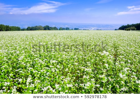 Stok fotoğraf: Field Of Buckwheat