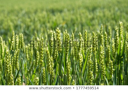 ストックフォト: Green Barley Growing In A Field