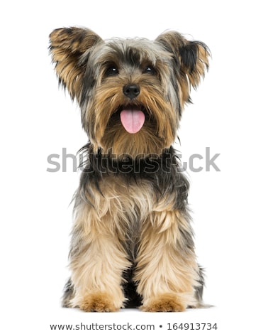 Stock photo: Yorkshire Terrier In White Background With Open Mouth