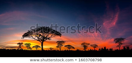 Foto stock: African Wildlife At Sunset